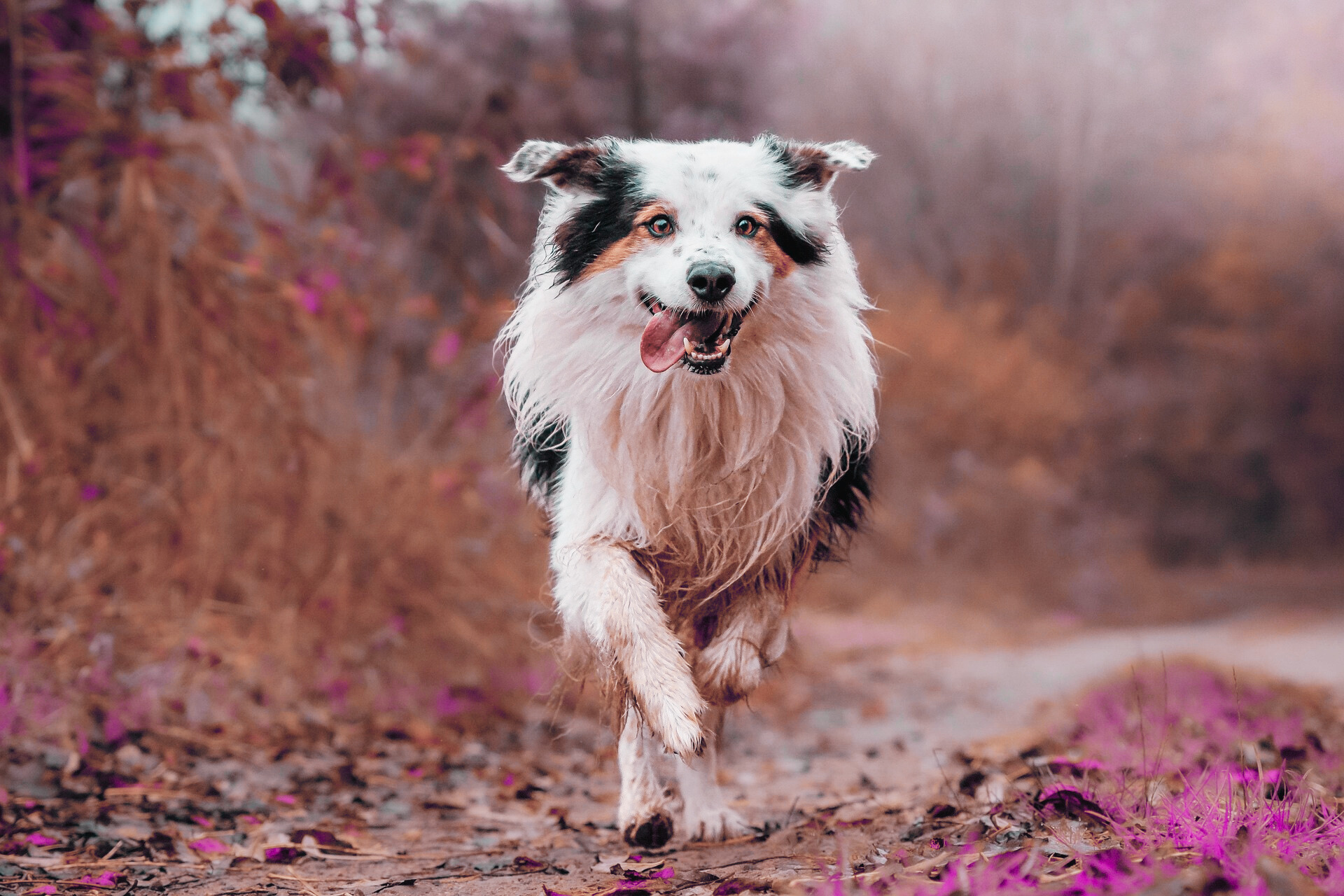 Happy dog running